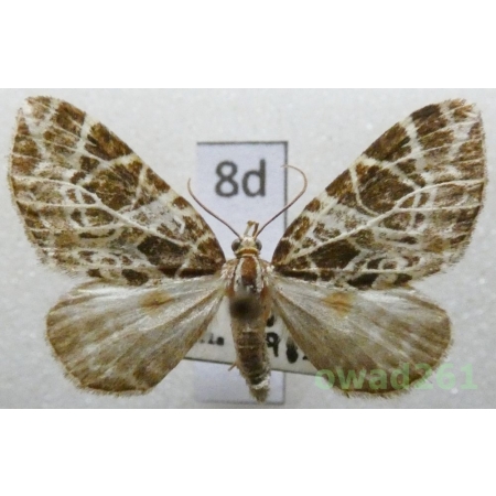 Eustroma reticulata (Denis & Schiffermüller, 1775) Czech8d
